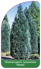 etykiety-cyprysik-chamaecyparis-iawsoniana-alumii