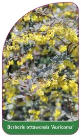 etykiety-berberys-ottawski-auricoma