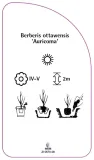 etykiety-berberys-ottawski-auricoma-stan-nowy