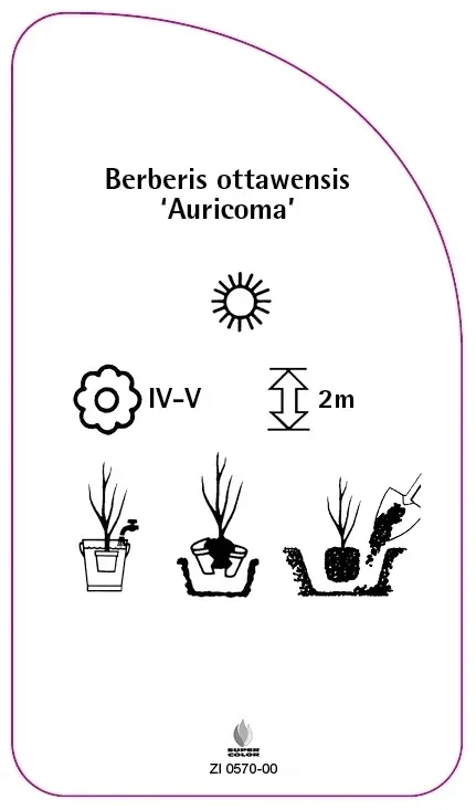 etykiety-berberys-ottawski-auricoma