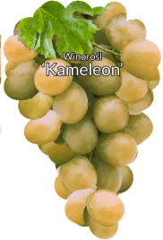 etykiety-szkolkarskie-winorosl-kameleon