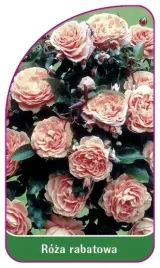 etykiety-szkolkarskie-roza-rabatowa-nr-106-a