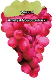 etykiety-szkolkarskie-winorosl-ametyst-nowoczerkas