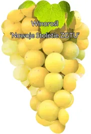 etykiety-szkolkarskie-winorosl-nowoje-stoletie-zgt