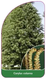 etykiety-szkolkarskie-z-gumka-leszczyna-turecka
