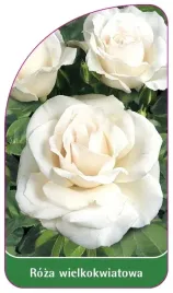 etykiety-z-gumka-roza-wielkokwiatowa-nr-228