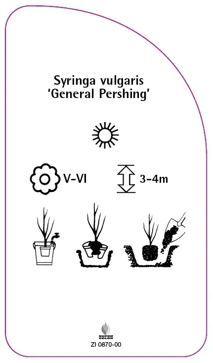 etykiety-lilak-pospolity-general-pershing