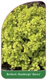 etykiety-berberys-thunberga-aurea