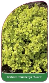 etykiety-berberys-thunberga-aurea