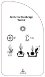etykiety-berberys-thunberga-aurea-stan-nowy