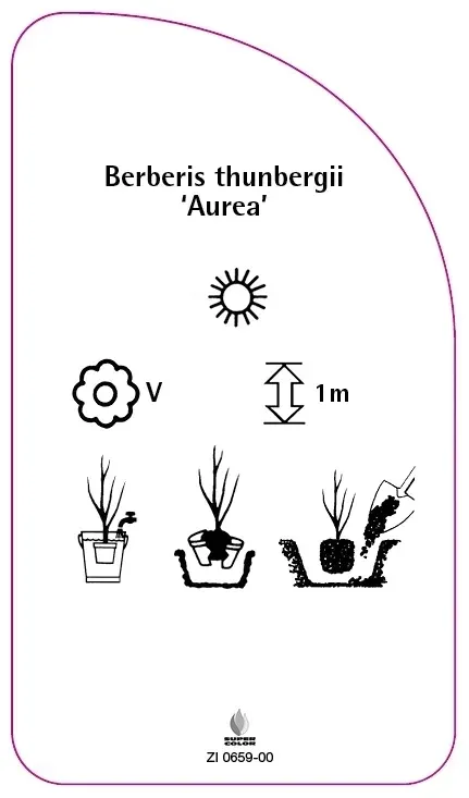 etykiety-berberys-thunberga-aurea