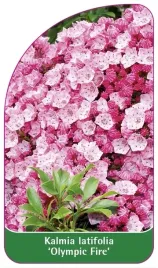etykiety-kalmia-szerokolistna-olympic-fire