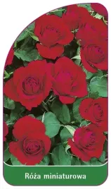 etykiety-szkolkarskie-z-gumka-roza-miniaturowa