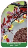 etykiety-berberys-thunberga-red-chief