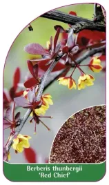 etykiety-berberys-thunberga-red-chief