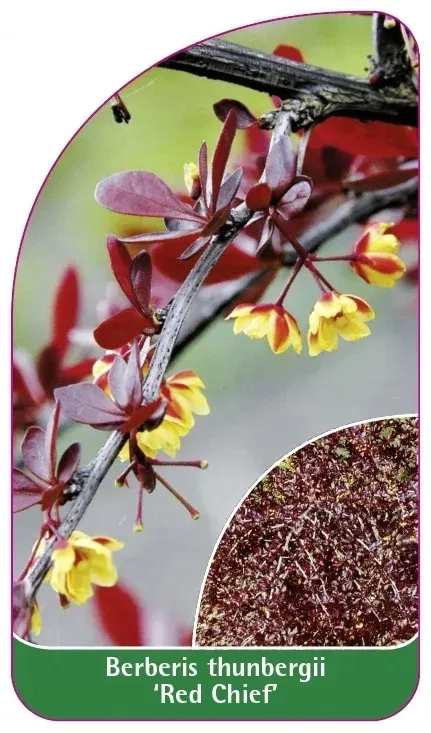 etykiety-berberys-thunberga-red-chief-stan-nowy