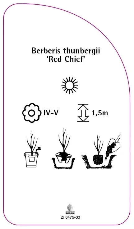 etykiety-berberys-thunberga-red-chief