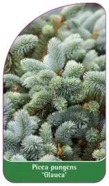 etykiety-szkolkarskie-swierk-klujacy-glauca