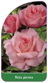 etykiety-szkolkarskie-roza-pienna-nr-32