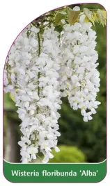 etykiety-glicynia-kwiecista-wisteria-alba