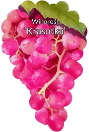 etykiety-szkolkarskie-winorosl-krasotka