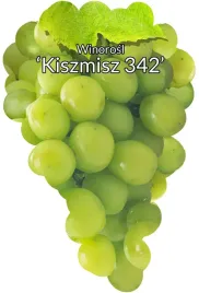 etykiety-szkolkarskie-winorosl-kiszmisz-342