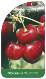 etykiety-szkolkarskie-czeresnia-summit