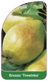 etykiety-szkolkarskie-do-roslin-grusza-trewinka