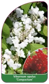 etykiety-szkolkarskie-kalina-koralowa-compactum