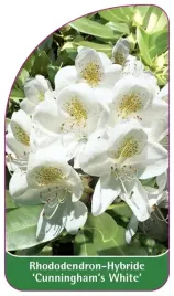 etykiety-rododendron-hybride-cunningham-s-white