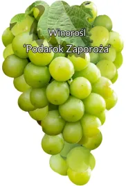 etykiety-szkolkarskie-winorosl-podarok-zaporoza