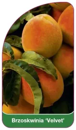 etykiety-szkolkarskie-brzoskwinia-velvet