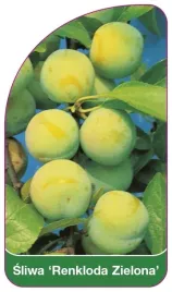 etykiety-szkolkarskie-sliwa-renkloda-zielona