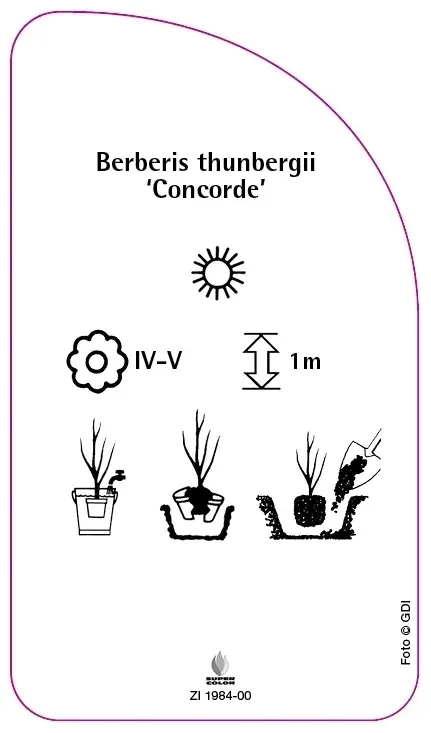 etykiety-berberys-thunberga-concorde