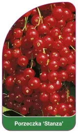 etykiety-szkolkarskie-z-gumka-porzeczka-stanza