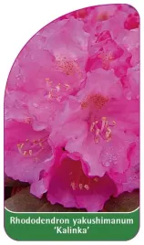 etykiety-rozanecznik-jakuszimanski-kalinka