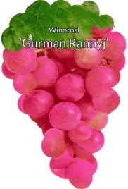 etykiety-szkolkarskie-winorosl-gurman-rannyj