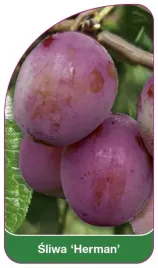 etykiety-szkolkarskie-z-gumka-sliwa-herman