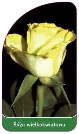 etykiety-z-gumka-roza-wielkokwiatowa-nr-241