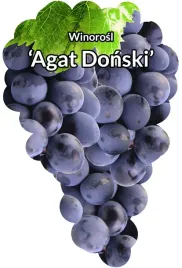 etykiety-szkolkarskie-winorosl-agat-donski
