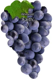 etykiety-szkolkarskie-winorosl-faith