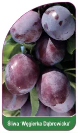 etykiety-szkolkarskie-sliwa-wegierka-dabrowicka