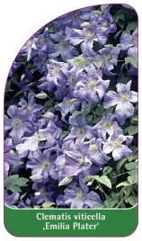 etykiety-clematis-viticella-emilia-plater