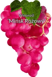 etykiety-szkolkarskie-winorosl-minsk-rozowy