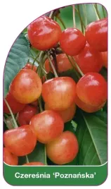 etykiety-szkolkarskie-czeresnia-poznanska