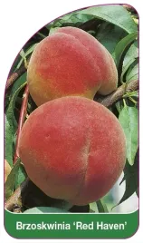 etykiety-szkolkarskie-brzoskwinia-red-haven