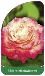 etykiety-z-gumka-roza-wielkokwiatowa-nr-242