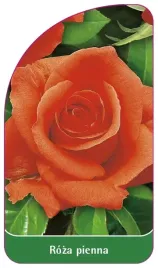 etykiety-szkolkarskie-roza-pienna-nr-9