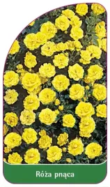 etykiety-szkolkarskie-roza-pnaca-nr-313