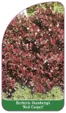 etykiety-berberys-thunberga-red-carpet